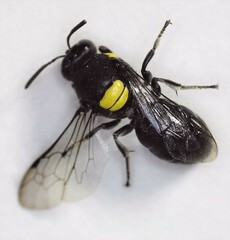 Hylaeus nubilosus