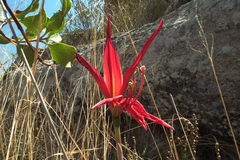 Sprekelia formosissima