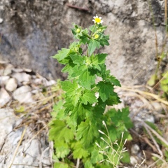 Perityle microglossa