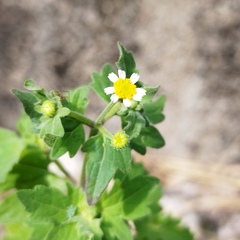 Perityle microglossa