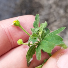 Perityle microglossa