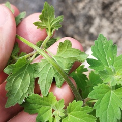 Perityle microglossa