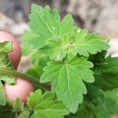 Perityle microglossa