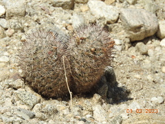 Mammillaria tetrancistra