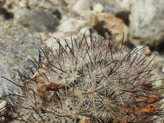 Mammillaria tetrancistra