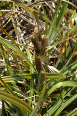 Carex trifida