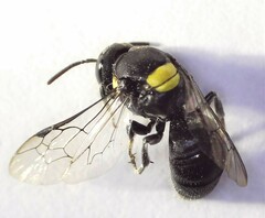 Hylaeus nubilosus
