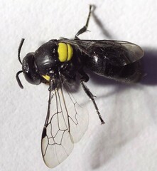 Hylaeus nubilosus