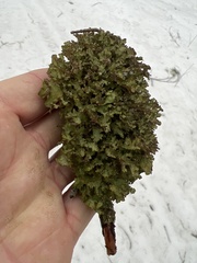 Tuckermanopsis orbata