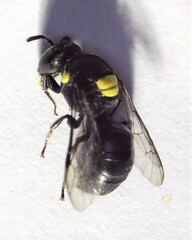 Hylaeus nubilosus
