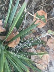 Yucca aloifolia