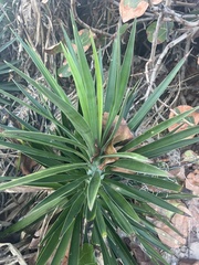 Yucca aloifolia
