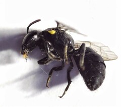 Hylaeus nubilosus