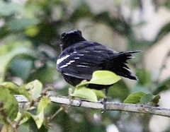 Pachyramphus polychopterus