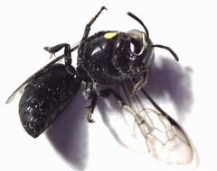 Hylaeus nubilosus