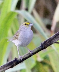 Ammodramus aurifrons