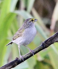 Ammodramus aurifrons