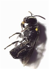 Hylaeus nubilosus
