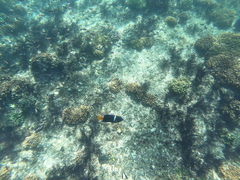 Holacanthus passer