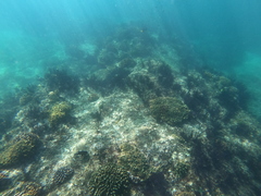 Microspathodon dorsalis