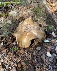 Neolentinus ponderosus