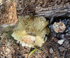 Neolentinus ponderosus