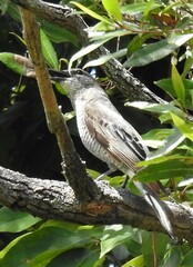 Edolisoma tenuirostre