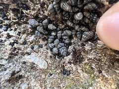 Echinolittorina placida