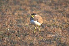 Vanellus malabaricus