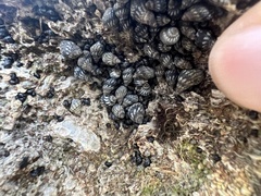 Echinolittorina placida