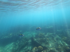 Abudefduf troschelii