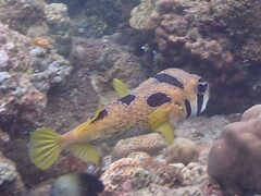 Diodon liturosus