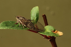 Physeema labyrinthica