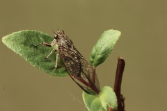 Physeema labyrinthica