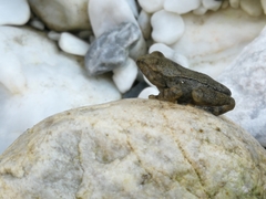 Rana italica