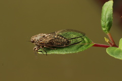 Physeema labyrinthica