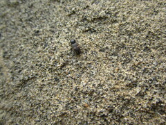 Paracardiophorus