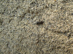 Paracardiophorus