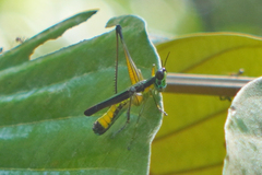 Eumastacidae
