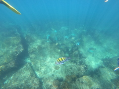 Abudefduf troschelii