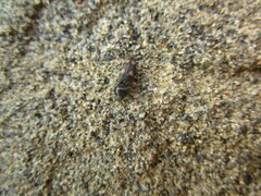 Paracardiophorus