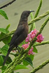 Myzomela obscura
