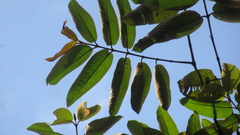 Vismia macrophylla