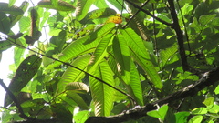 Vismia macrophylla