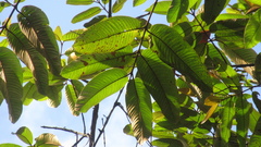 Vismia macrophylla