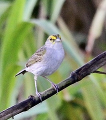 Ammodramus aurifrons