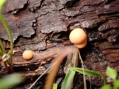 Lycogala epidendrum