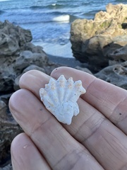 Plicatula gibbosa