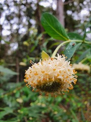Pimelea ligustrina