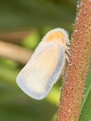 Taparella amata